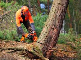 Best Hazardous Tree Removal  in Medford Lakes, NJ